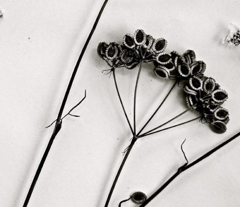 [texte] Par un sentier clair